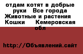 отдам котят в добрые руки - Все города Животные и растения » Кошки   . Кемеровская обл.